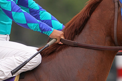 Scone Equine Transport